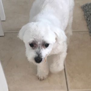 Meet your Posher, Maddie